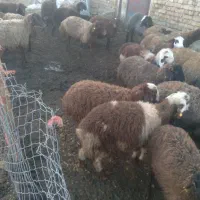 بره‌ نر و ماده