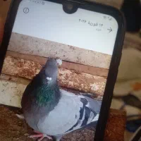 کفتر|پرنده|تربت جام, شهید غلام زاده|دیوار