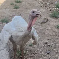 بوقلمون گوشتی