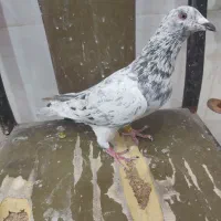سرور سبز جوان 9بنده درجه یک گرفتنی مال امروز|پرنده|بهبهان, |دیوار