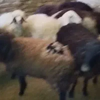 6عدد شیشک چاق درجه یک