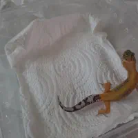گکو ( لئوپارد) ماده