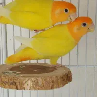 طوطی برزیلی اوپال زرد سرنارنجی اورجینال(مولد)