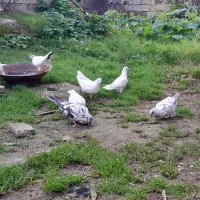 کبوتر پرشی|پرنده|لشت نشا, |دیوار