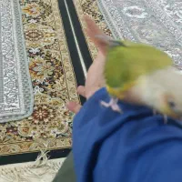 طوطی گیرینچیک|پرنده|مبارکه, |دیوار