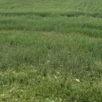 زمین-در-دهدشت