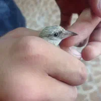 سهره داغسر