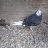 کبوتر یزدی|پرنده|یزد, |دیوار