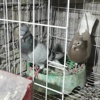 با سلام کبو تر جوجه گیری