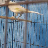 قناری نر بخون