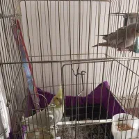 عروس هلندی دوعدد|پرنده|ملایر, |دیوار