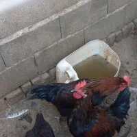 دوعدد خروس جوان ..معاوضه با مرغ جوان