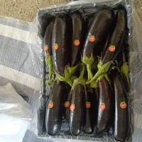 مخصوص صادرات نوبر نوبر