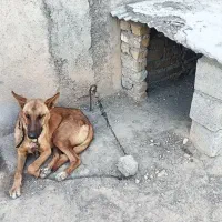 سگ گرگی