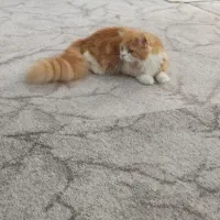 گربه
