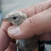 جوجه سهره