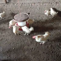 2عدد مرغ سفید فقط 380هزار تومن