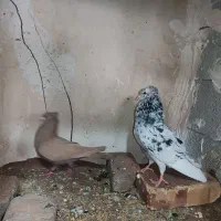 7عدد کبوتر توضیحات