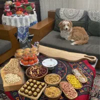 واگذاری رایگان سگ نر نه ماهه نژاد شیتزوتریر