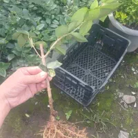 فروش نشا یاس