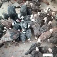 فروش بو قلمون ۵ ماهه