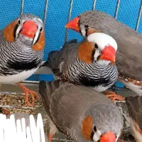 ۲۶عدد فنچ بالغ و مولد درشت کشیده
