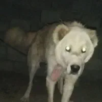 سگ قدرجونی|سگ|داران, |دیوار