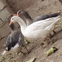 غاز|حیوانات مزرعه|بیلوار, |دیوار