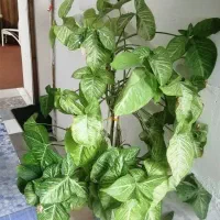 یک عد نخل مرداب 1مترو بیست وعدد خرگوشی