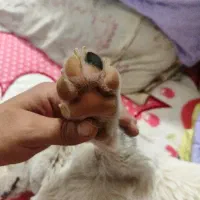 سگ پیدا شده