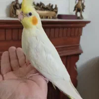 جوجه عروس هلندی