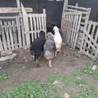 بره نر و ماده|حیوانات مزرعه|سیمین شهر, |دیوار