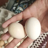 تخم مرغ لاری اصیل