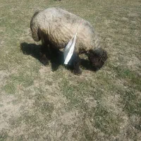 فروش اتیغه قوچ و دوبر شهرکردی