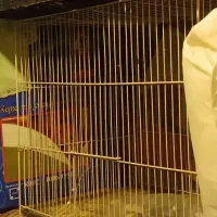 قفس حیوانات