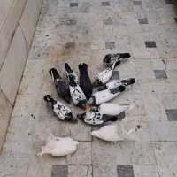 کفتر پاکستانی و چتری|پرنده|قم, آذر (نکویی)|دیوار