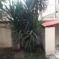 فروش گل|گل و گیاه طبیعی|ماسال, |دیوار