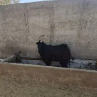 بزغاله یک ساله ترکی بز گوسفند قوچ میش