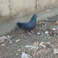 کبوتر اصفهانی پر