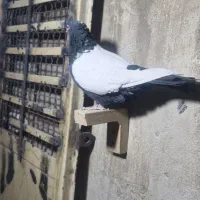 دم سفید و سینه سیاه|پرنده|کرمان, |دیوار