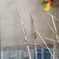طوطی برزیلی|پرنده|مرودشت, ژیان|دیوار