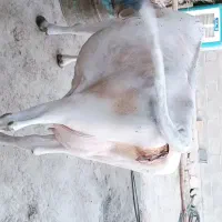 گاو جرسی با گوساله ماده|حیوانات مزرعه|شیراز, احمدآباد|دیوار