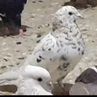 کبوتر گمشده لالجین