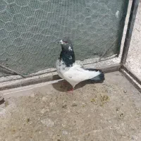 کله دم سبز|پرنده|کبودرآهنگ, |دیوار