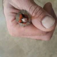 سهره کرمونی|پرنده|تهران, زرکش|دیوار