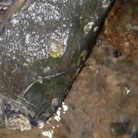 سنگ فسیل قاجاری