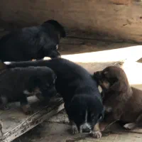 توله سگ ژرمن