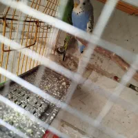 یک جفت مرغ عشق|پرنده|تهران, افسریه شمالی|دیوار