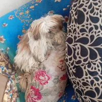 سگ پاکوتاه خانگی