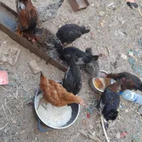 مرغ وخروس رسمی نوچه